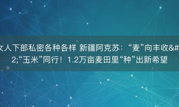 女人下部私密各种各样 新疆阿克苏：“麦”向丰收 “玉米”同行！1.2万亩麦田里“种”出新希望